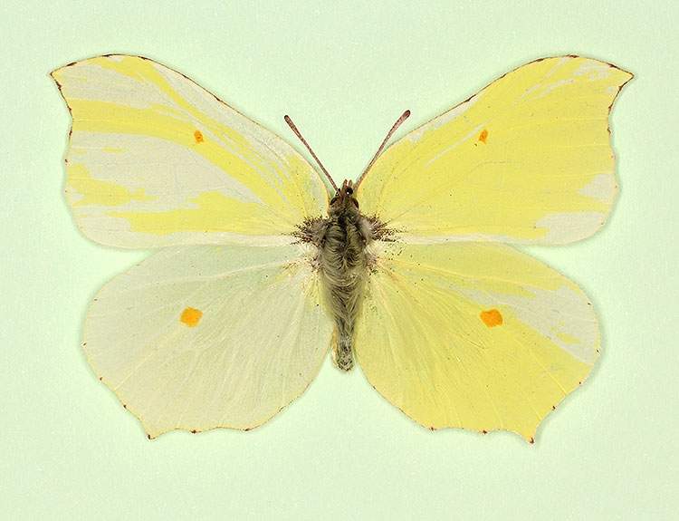 Gonepteryx rhamni (mosaic gynandromorph) (Internet Image property of respective owner, non-commercial use only)